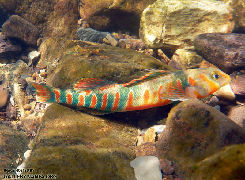 Male candy darter