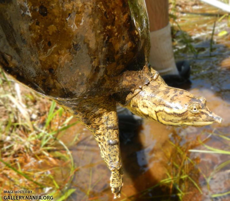 turtle face