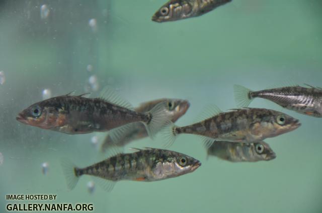 Three-Spine Stickleback