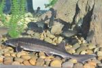 White Sturgeon