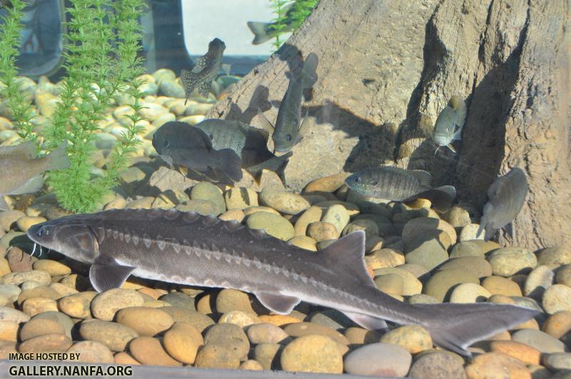 White Sturgeon