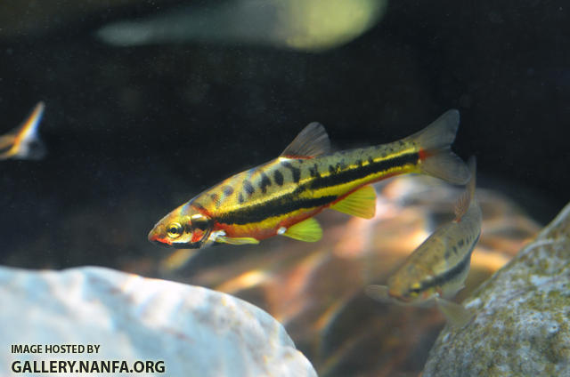 mountain red belly dace