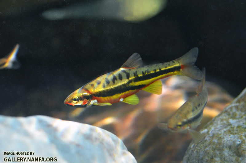 mountain red belly dace