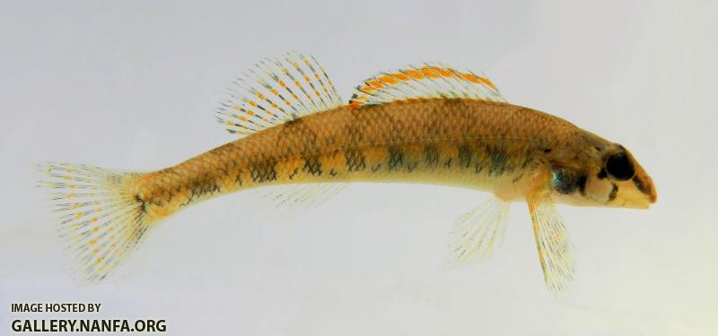 Blueside Darter