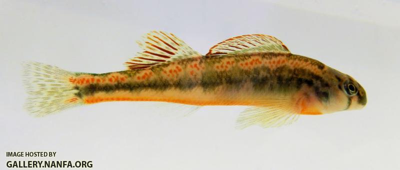 Tennessee Darter