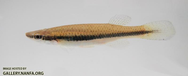 Blackspotted Topminnow