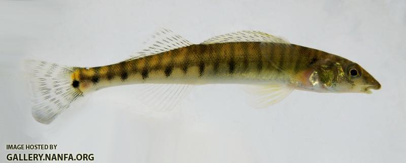 logperch