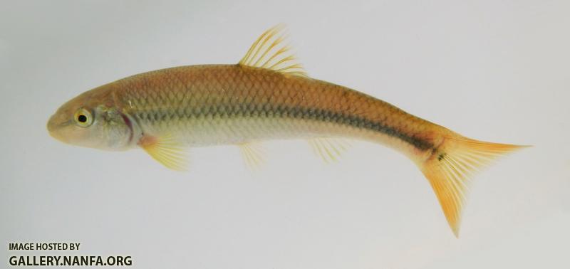 River Chub