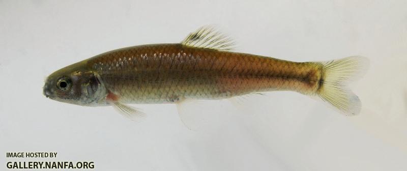 Bluntnose Minnow