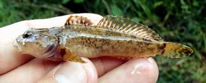 Northern Mottled Sculpin