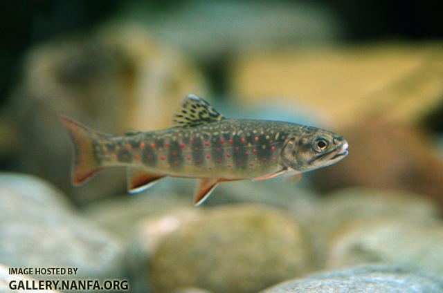 juvenile brookie