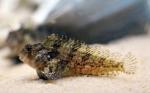 feather blenny Hypsoblennius hentz