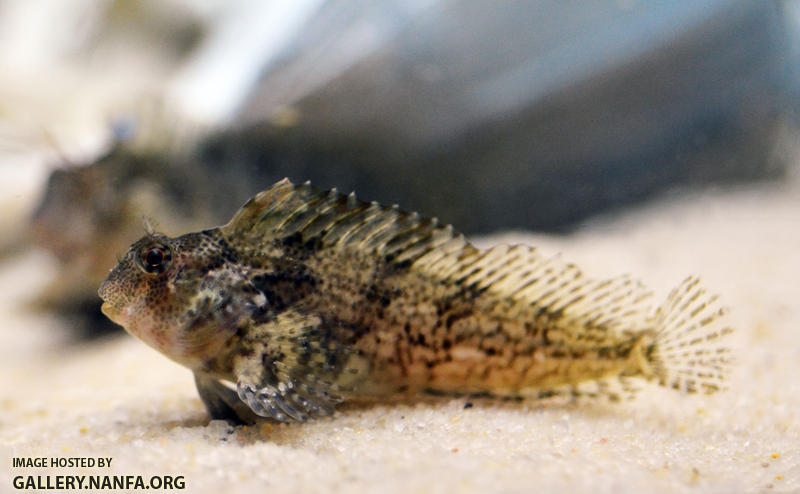 feather blenny Hypsoblennius hentz