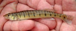 Mobile Logperch