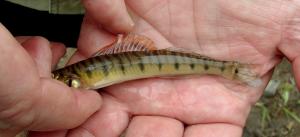 Mobile Logperch