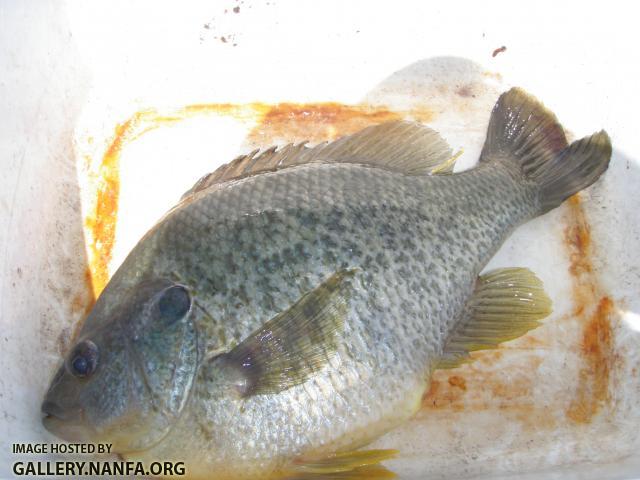 2 & 3/4 pound redear sunfish!