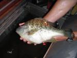 Another HUGE redear sunfish