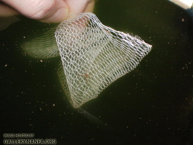 unknown star fish starfish pic 1