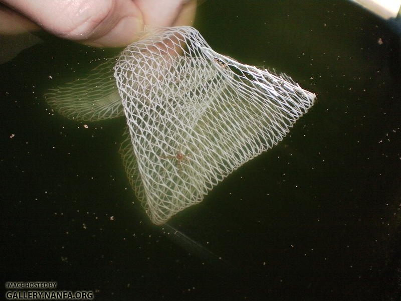 unknown star fish starfish pic 1