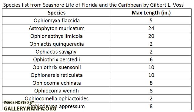 Florida brittle star species list