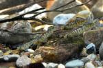 four nuptial male roanoke logperch