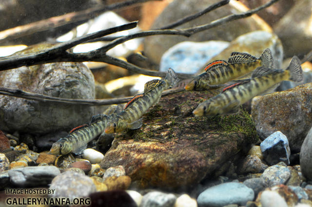 four nuptial male roanoke logperch