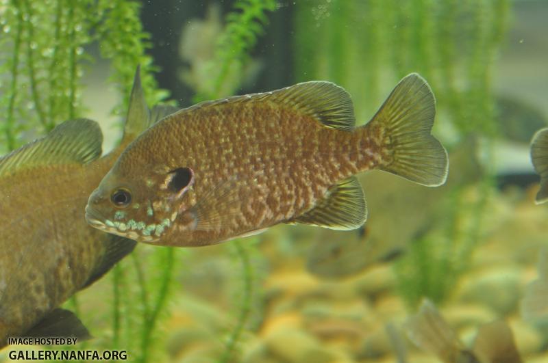 Bluegill x Green Sunfish Hybrid