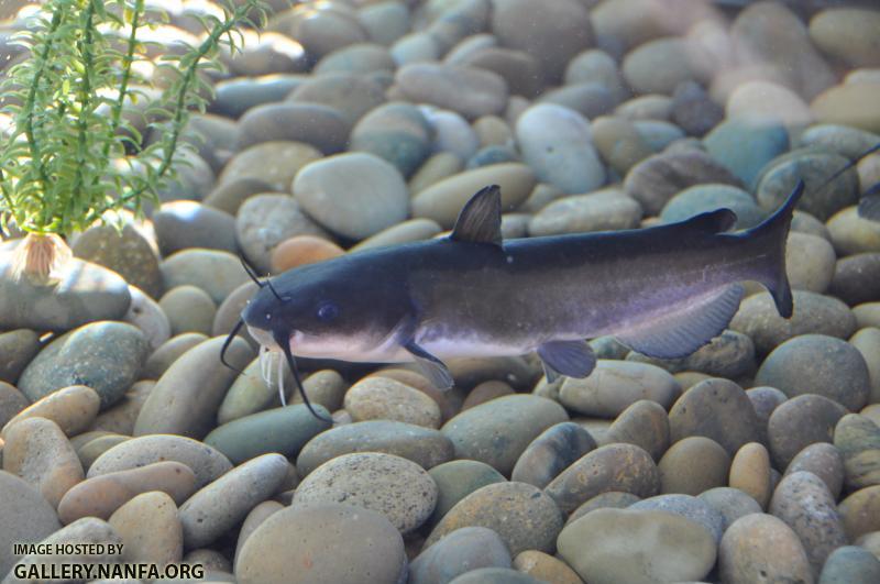 White Catfish