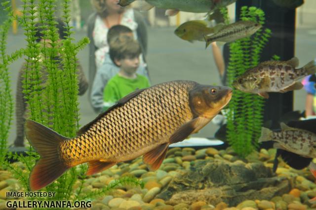 Common Carp