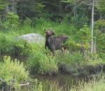 moose 6 close