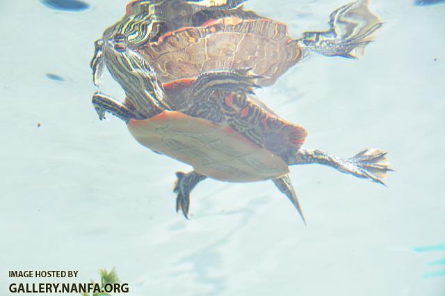 Western Painted Turtle