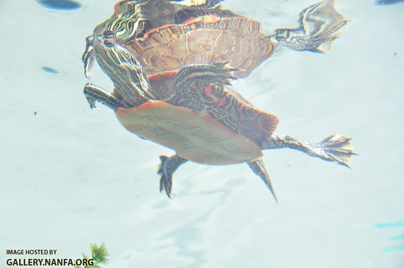 Western Painted Turtle