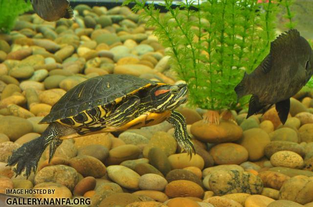 Red Eared Slider