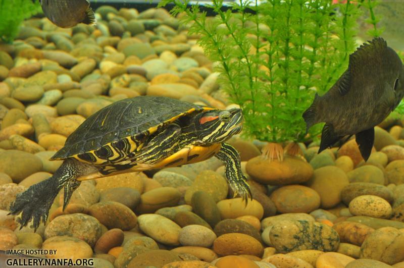 Red Eared Slider