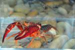 Red Swamp Crayfish