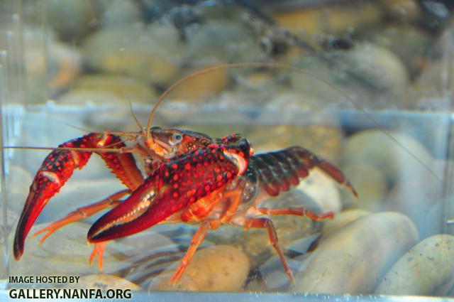 Red Swamp Crayfish