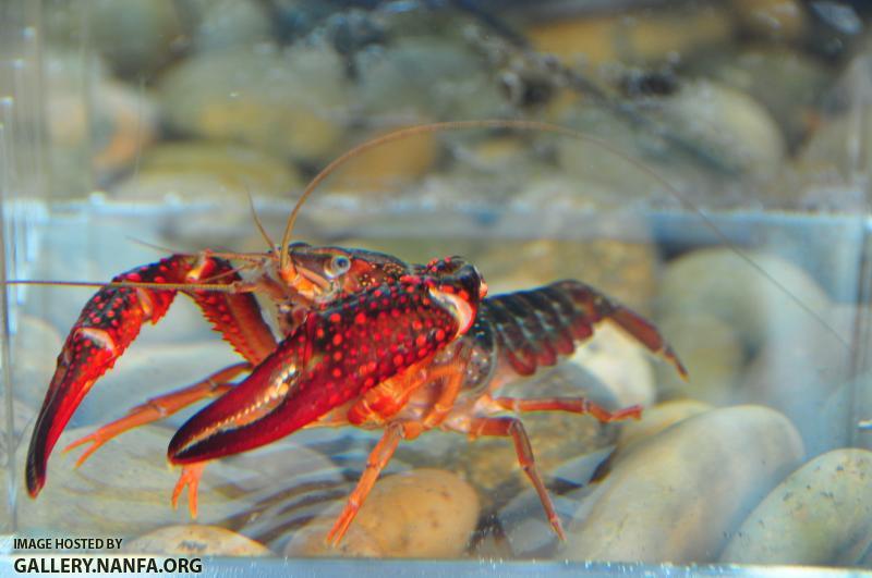 Red Swamp Crayfish