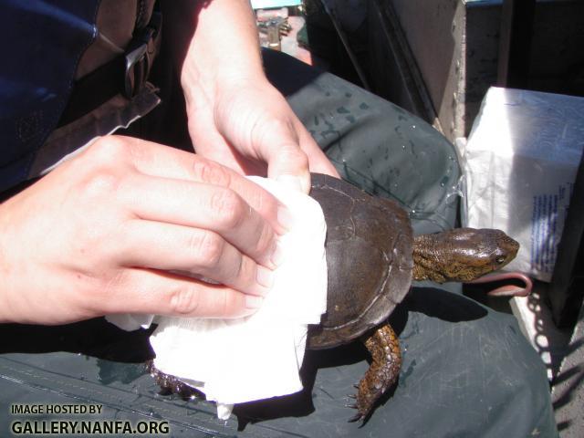 Working Up Western Pond Turtles