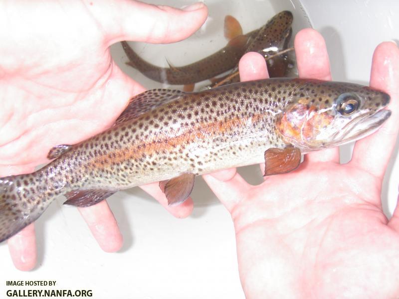 Rainbow Trout