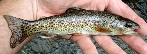 Oncorhynchus clarkii clarkii