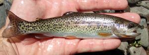 Coastal Cutthroat Trout