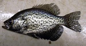 Black Crappie