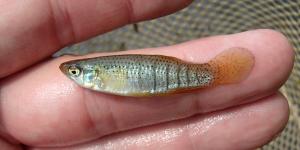 Fundulus dispar