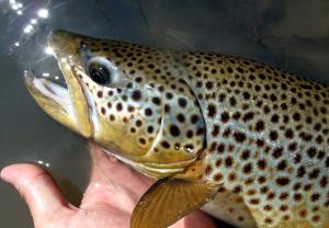 Brown Trout