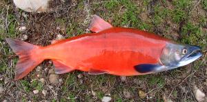 Sockeye Salmon