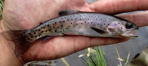 Oncorhynchus clarkii utah