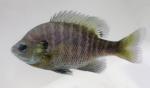 bluegill dark.JPG