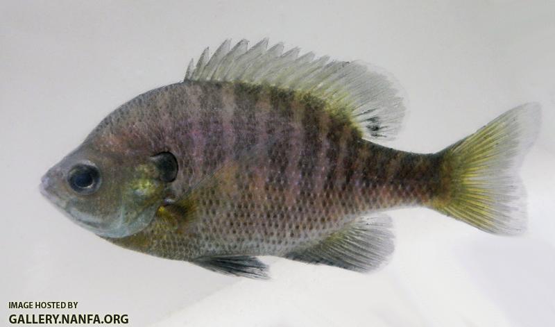 bluegill dark.JPG