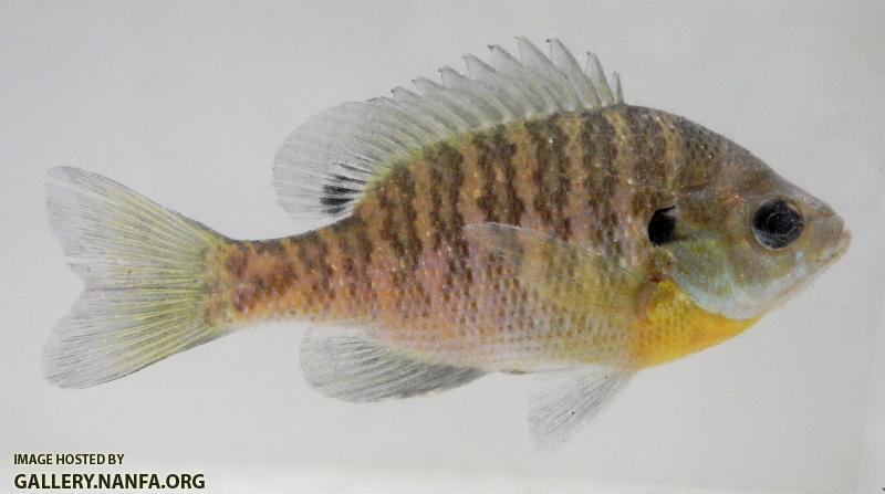 bluegill.JPG