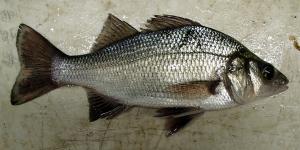 White Perch